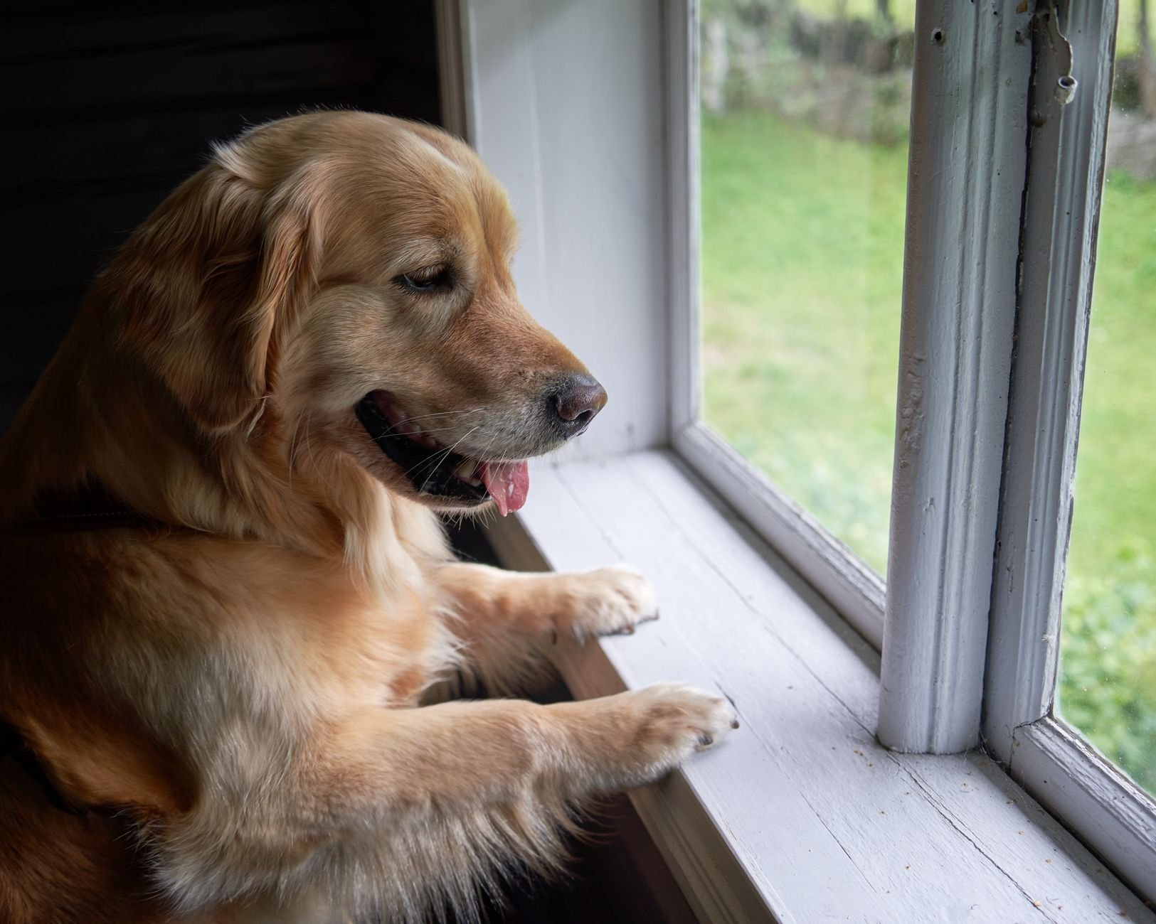Golden Retriever gazing out a window, alert and calm